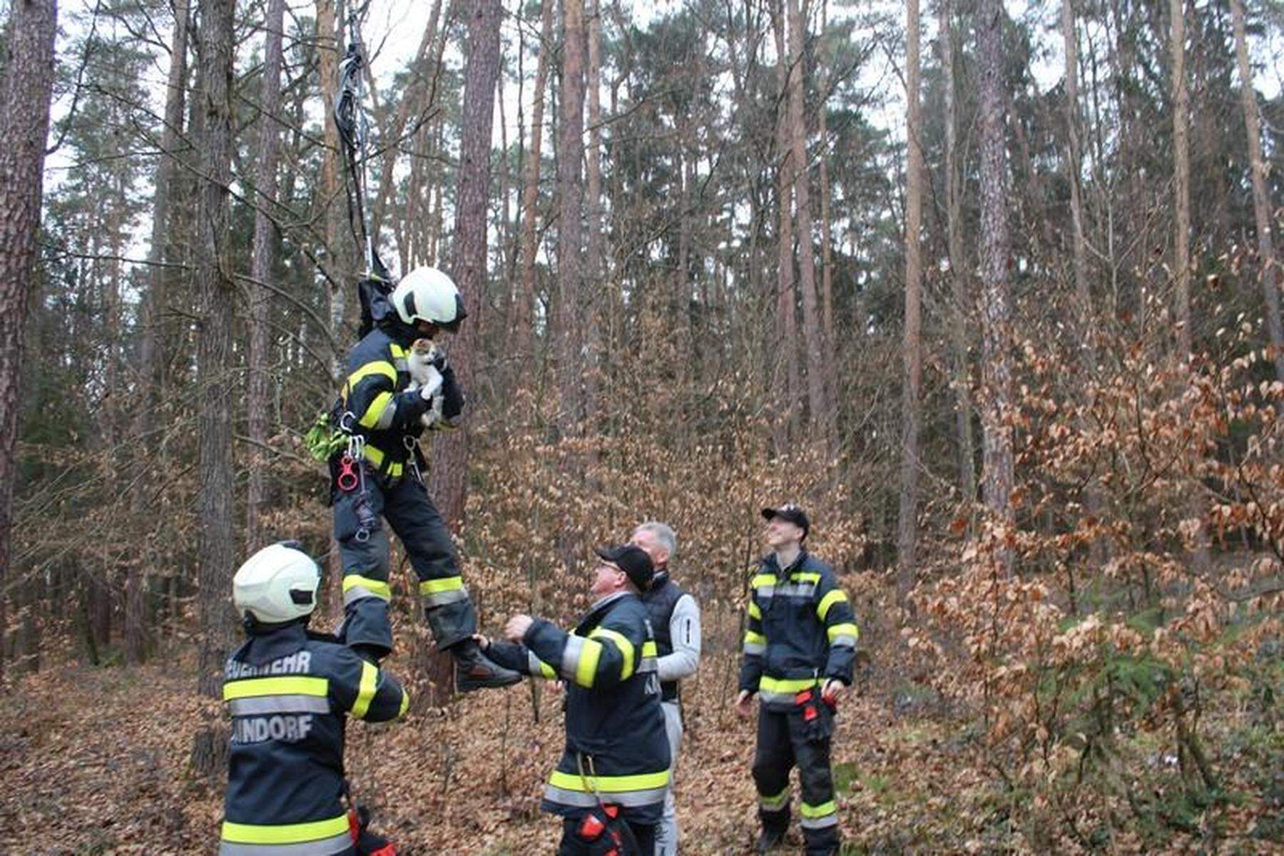 Feuerwehr Kaindorf: Tierrettung: Festsitzende Katze von 16 Meter hohem Baum gerettet