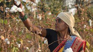 Baumwollpflückerin in Indien