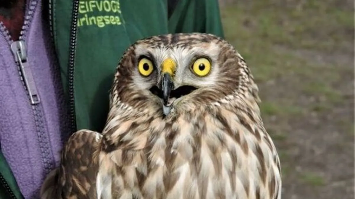 Diese Kornweihe wurde von Spaziergängern verletzt gefunden