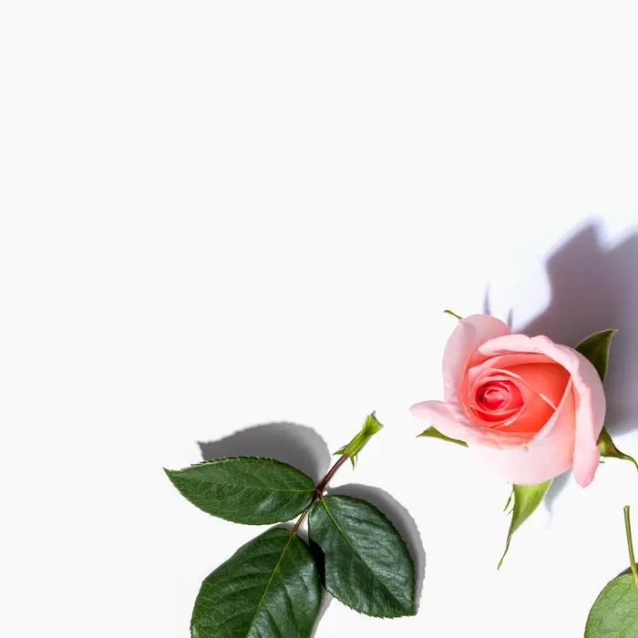 Der 8. März ist der internationale Frauentag