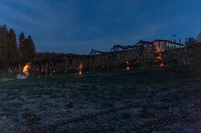 ... diese werden mit Briketts beheizt und können  bei entsprechender Stückzahl die Temperatur im Obstgarten um einige Grad erwärmen.