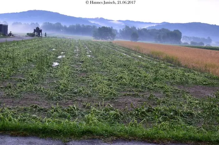 Während es in Teilen der Südoststeiermark zu Überschwemmungen kam, herrscht in vielen anderen Teilen der Steiermark massive Trockenheit.