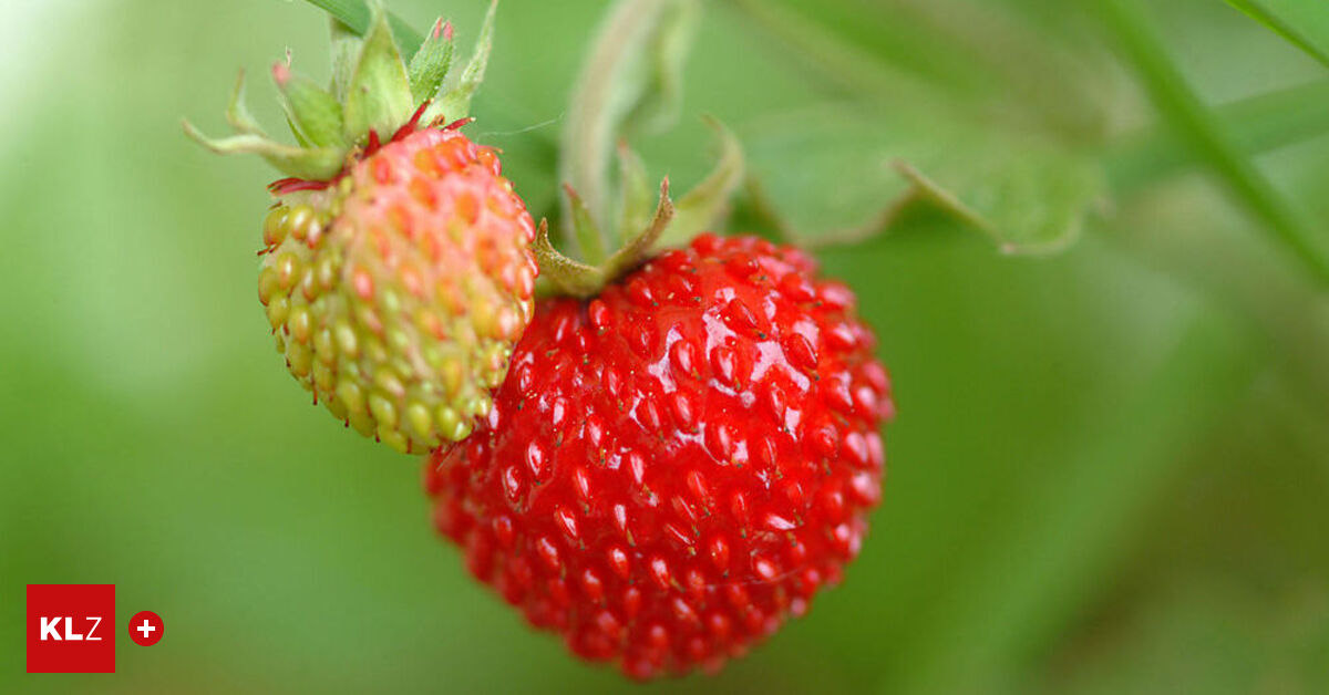 Espresso: Walderdbeeren in der Plastikschale sind ein trostloser Anblick Espresso: Walderdbeeren in der Plastikschale sind ein trostloser Anblick