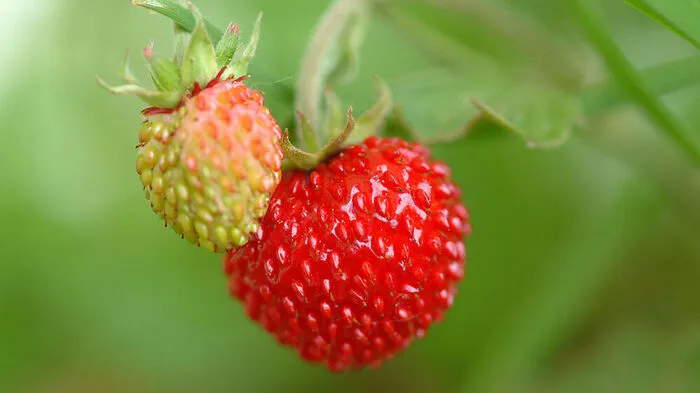 Die komprimierteste Versuchung des Sommers: Walderdbeeren