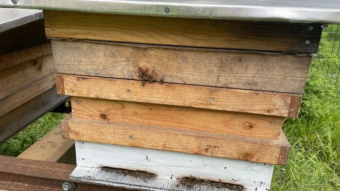 Direkt hinter dem Turnsaal des Pflichtschulclusters sind Bienen eingezogen.