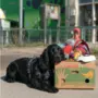 Das Foto zeigt den schwarzen Spaniel Pogo wie er seinen Kopf auf einer Kiste mit gepacktem Spielzeug und Futter ablegt