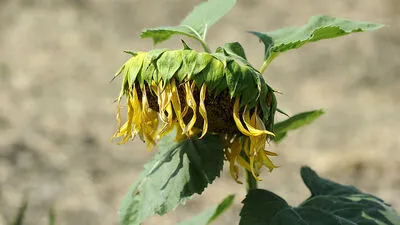 Die Landwirtschaft leidet unter der Dürre