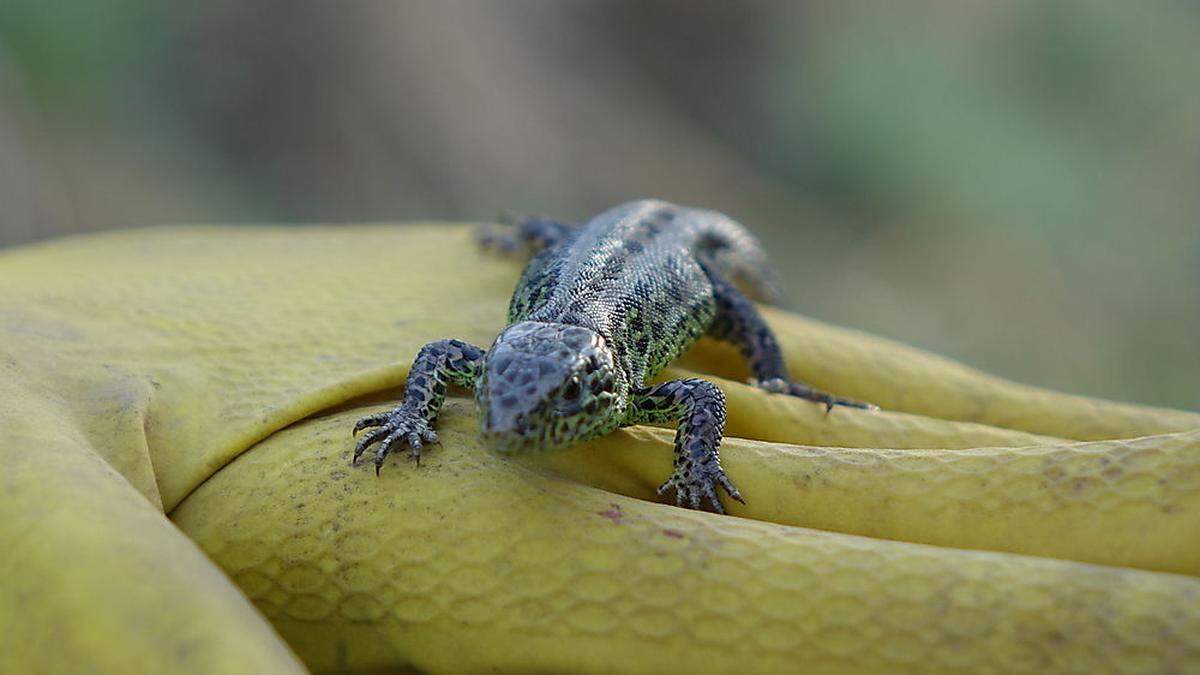 Entlang der Schutzzäune für die Amphibienwanderung sind oft Zauneidechsen zu finden