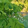 Pflanze, Fluss