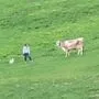 Der Wanderer provozierte die Kuh