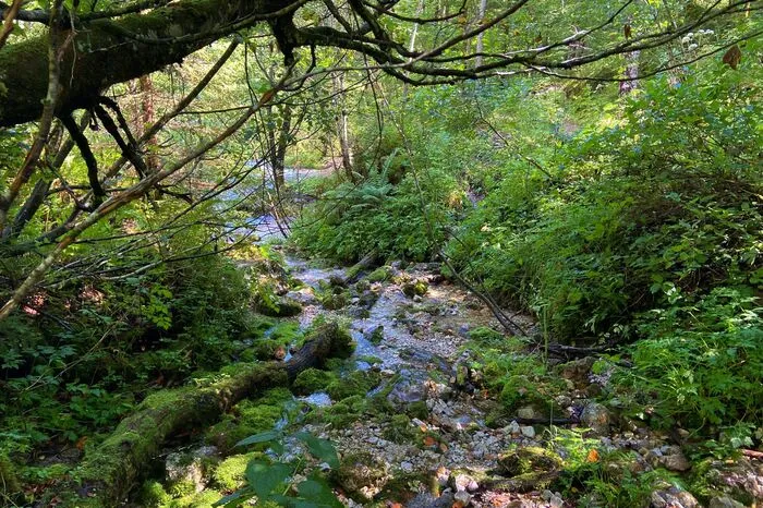 Mit dem E-Bike oder dem Auto gelangt man in Hinterstoder einfach zum Almgasthof Baumschlagerreith. Von dort führen schöne Wanderungen etwa zur Hochsteinalm. Nach zehn Gehminuten erreicht man aber bereits ein schönes Ziel: den Ursprung der Steyr, wo sich im Wald sieben kleine Quellen zum Fluss vereinen.