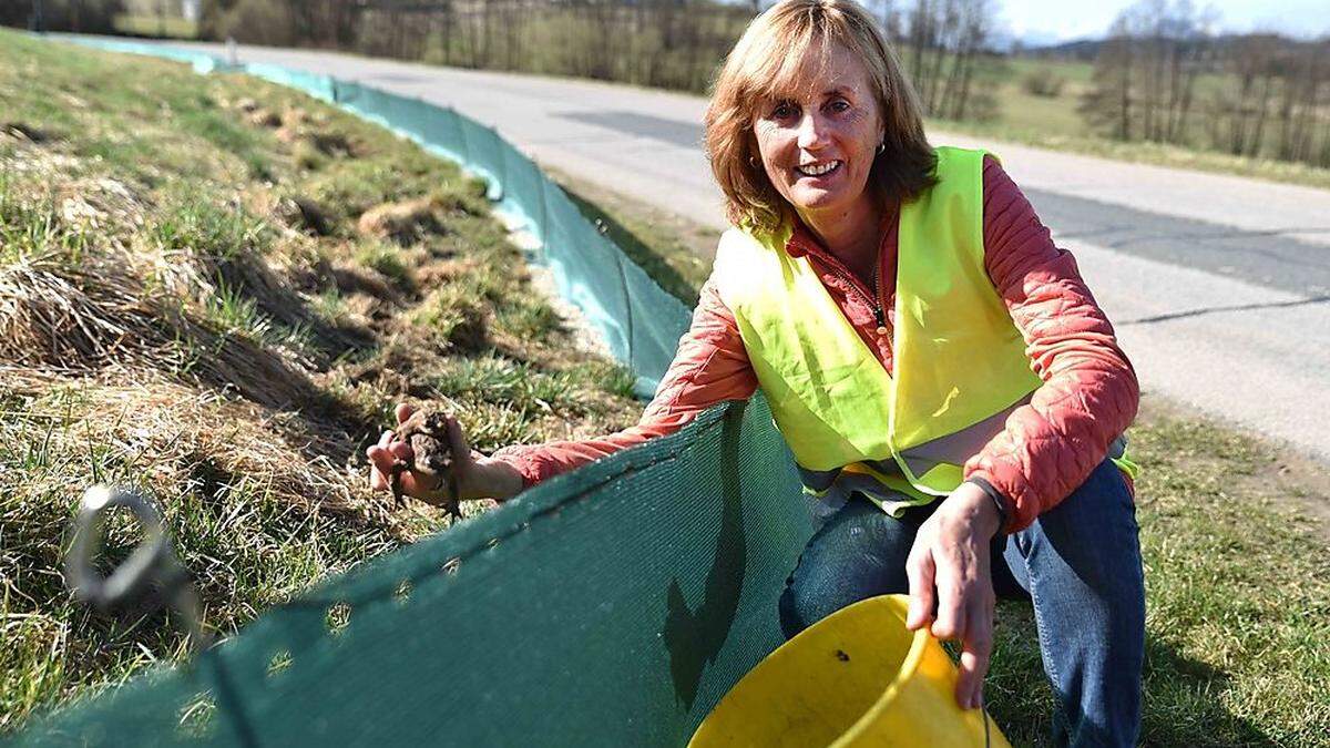 Pensionistin Elisabeth Gabner rettet derzeit unzählige Frösche vor dem Tod