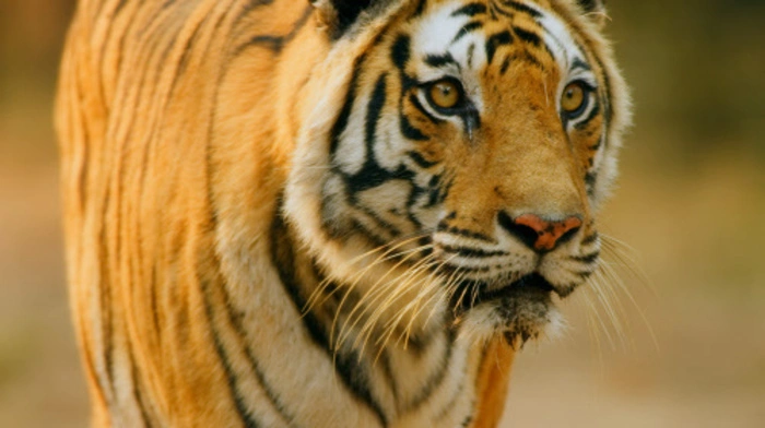 Der letzte Teil der BBC-Reihe "Dynasties" thematisiert die Problematik isolierter Schutzgebiete. Sie verunmöglichen den Tigern Wanderungen oder Populationsausdehnungen - und bringen sie so in eine ausweglose Situation. Tigerin Raj Bhera muss im Bandhavgarh-Nationalpark in Zentralindien vier Junge großziehen - eine gewaltige AUfgabe für die erfahrene Jägerin.