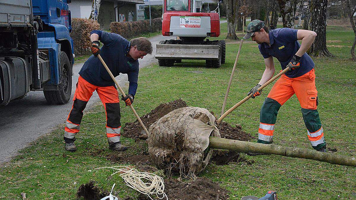 Der Park „Jugendzentrum“ nahe der Stadthalle wird jetzt mit Bäumen aufgeforstet