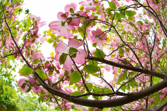 Hartriegel-Blüte