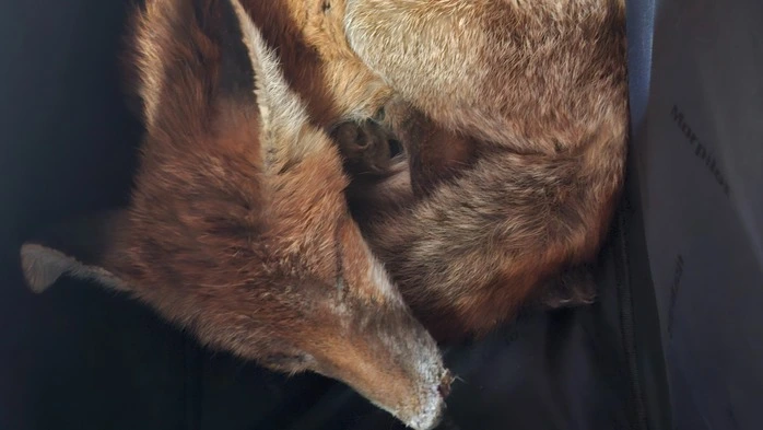 Der jüngst in Niederösterreich selig auf einer Couch schlafende Rotfuchs