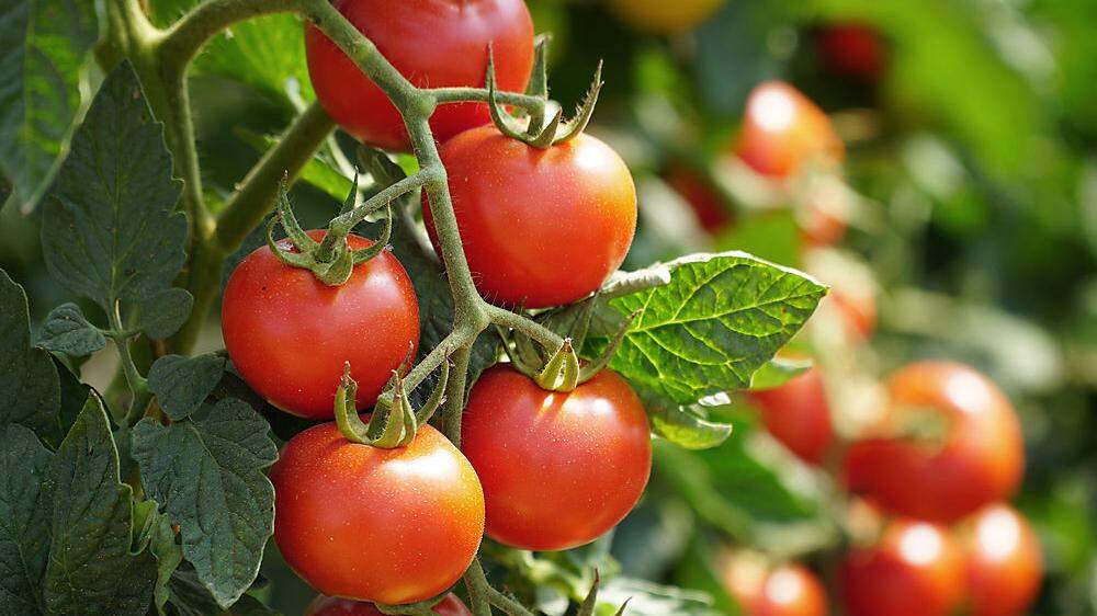 Herstellung Tomaten im Winter unter Einsatz von Erdgas gilt als Klimakiller 