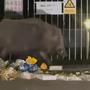 Riesiges Wildschwein in Zagreb gefilmt