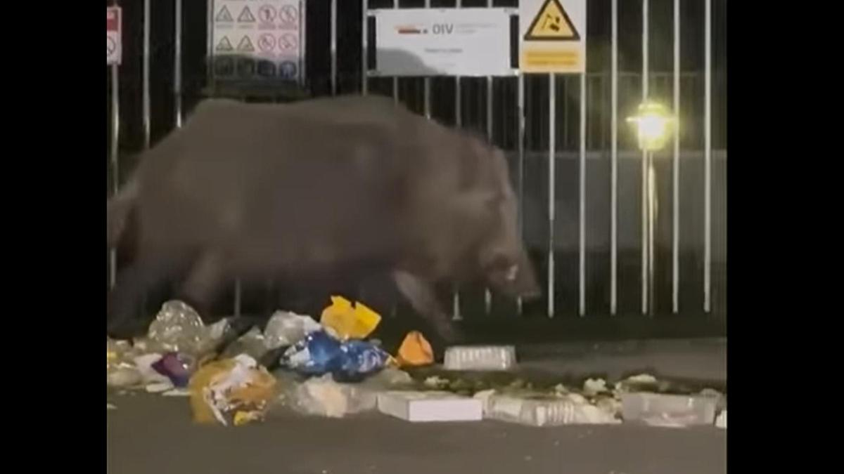 Riesiges Wildschwein in Zagreb gefilmt