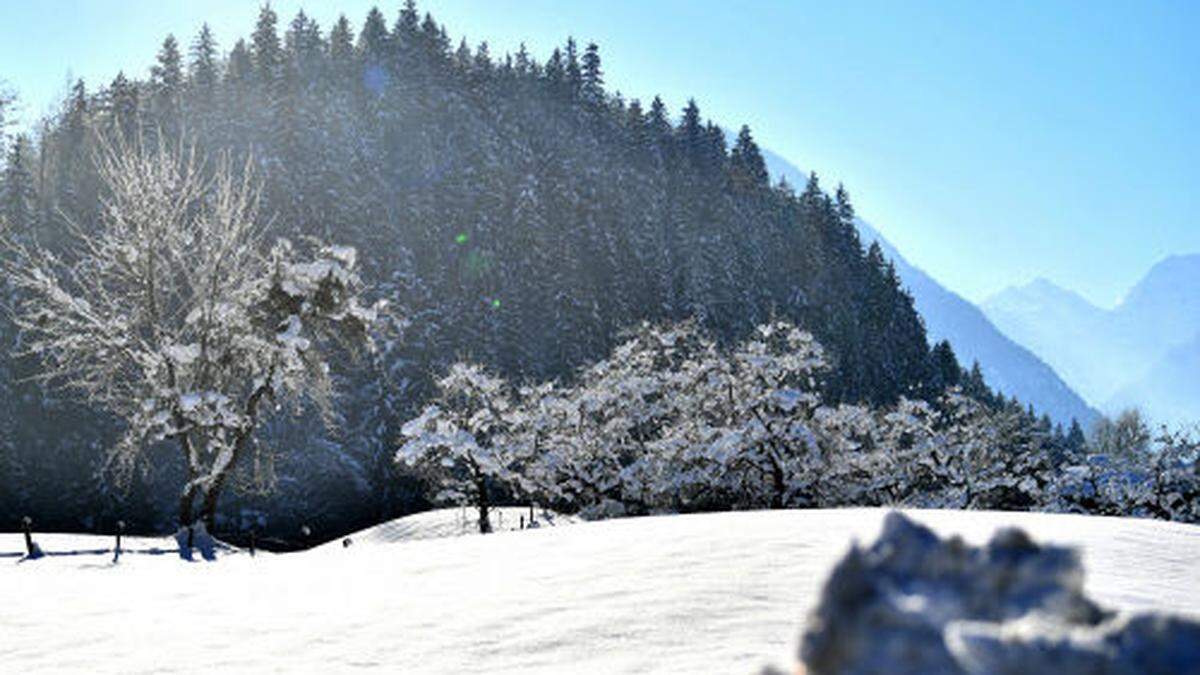 Eine verschneite Baumgruppe bei Lofer in Salzburg