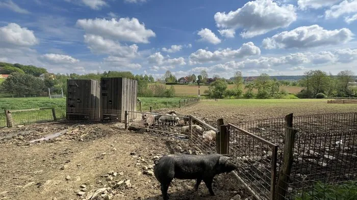 2019 holte Wolfgang Dunst Iberico-Schweine nach Kaindorf.
