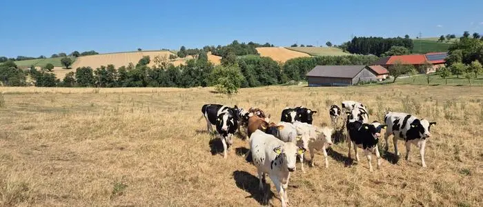 Kühe aus einer ausgedörrten Weide