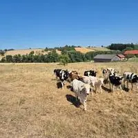 Viele Weiden in Kärnten sind ausgedörrt, die Kühe finden kein Futter mehr