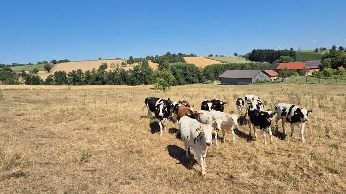 Kühe aus einer ausgedörrten Weide