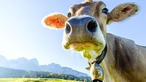 Kühe sind durch die Zeitumstellung irritiert