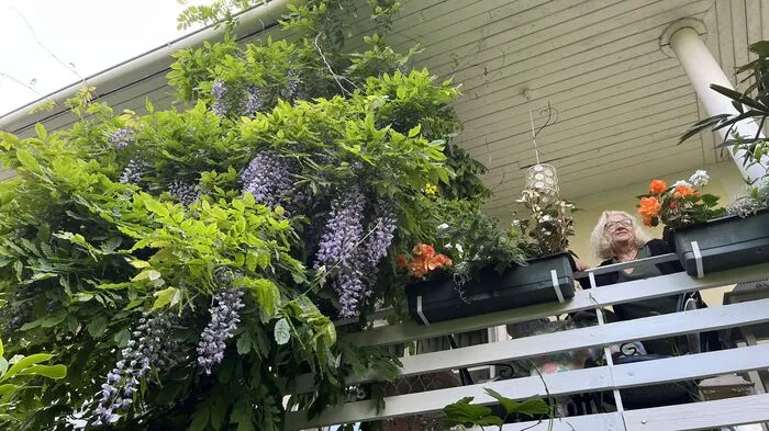 Dieser Regen macht die Welt bunter: Blauregen auf dem Balkon