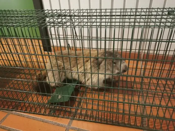 Die Rückreise trat das Murmeltier in einer Marderfalle an. Mittlerweile pfeift es wieder von den Bergen