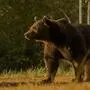 Braunbär Arthur wurde in Rumänien erlegt
