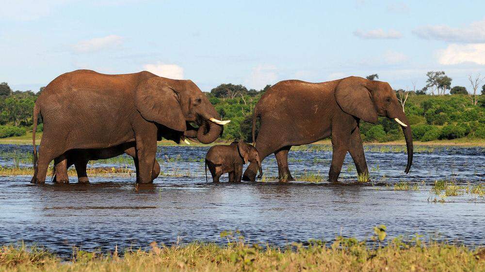 In Namibia leben rund 20.000 Elefanten