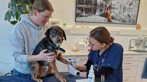 Die Osttiroler Tierarztpraxen führen eine Wochenend-Notdienst ein. | Haustiere mit Verletzungen benötigen rasch Hilfe.