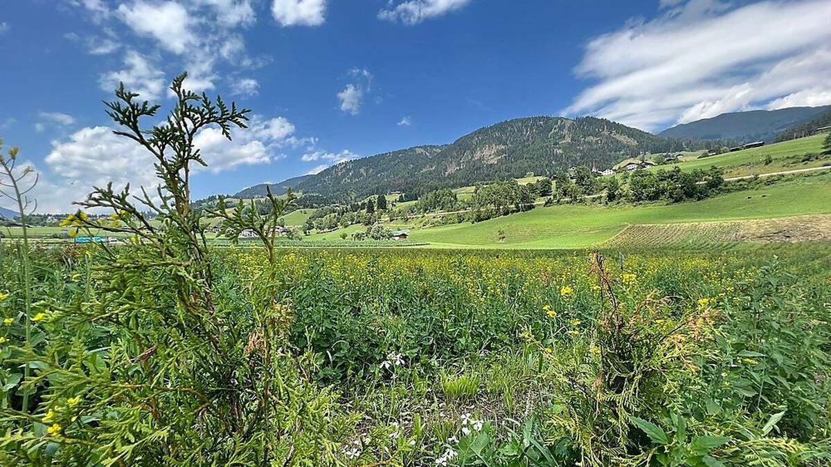 Im Thujenfeld in Abfaltersbach wurden 13.000 Bäume gepflanzt