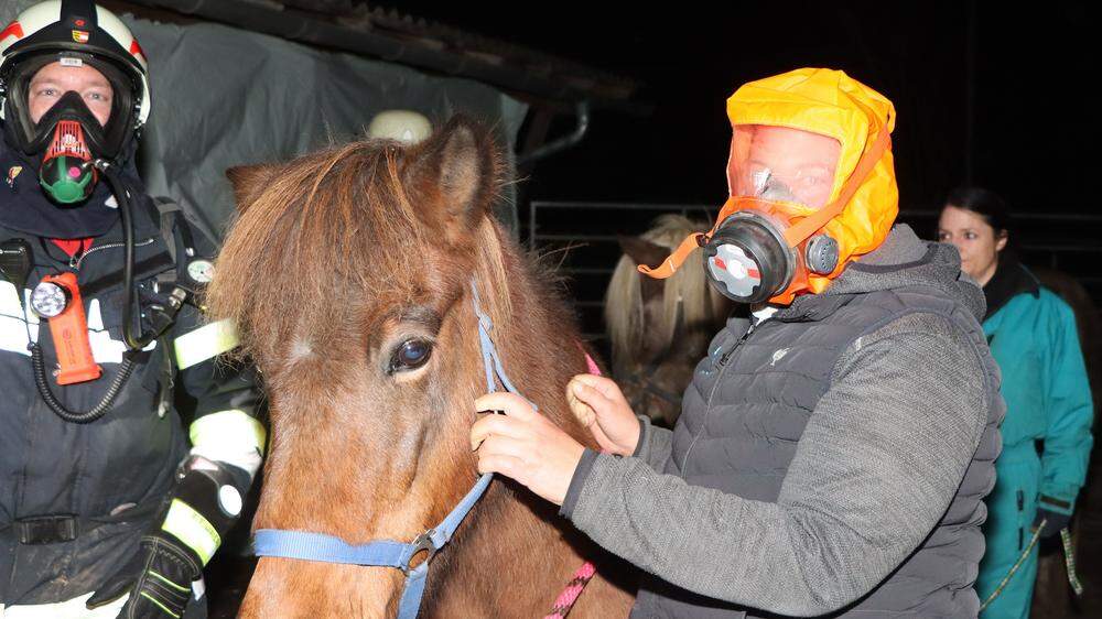 Bei der Übung wurden auch Pferde „gerettet“
