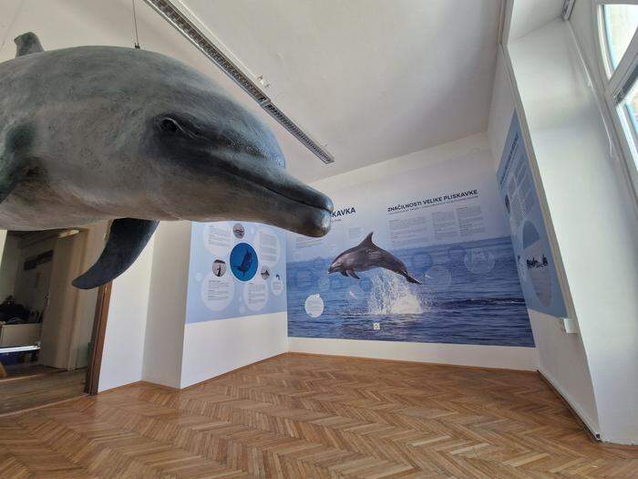 Das neue Delfin-Center im slowenischen Küstenstädtchen von Piran