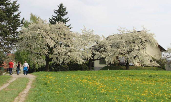 Inmitten von blühenden Kirschbäumen wandert man rund um Hitzendorf