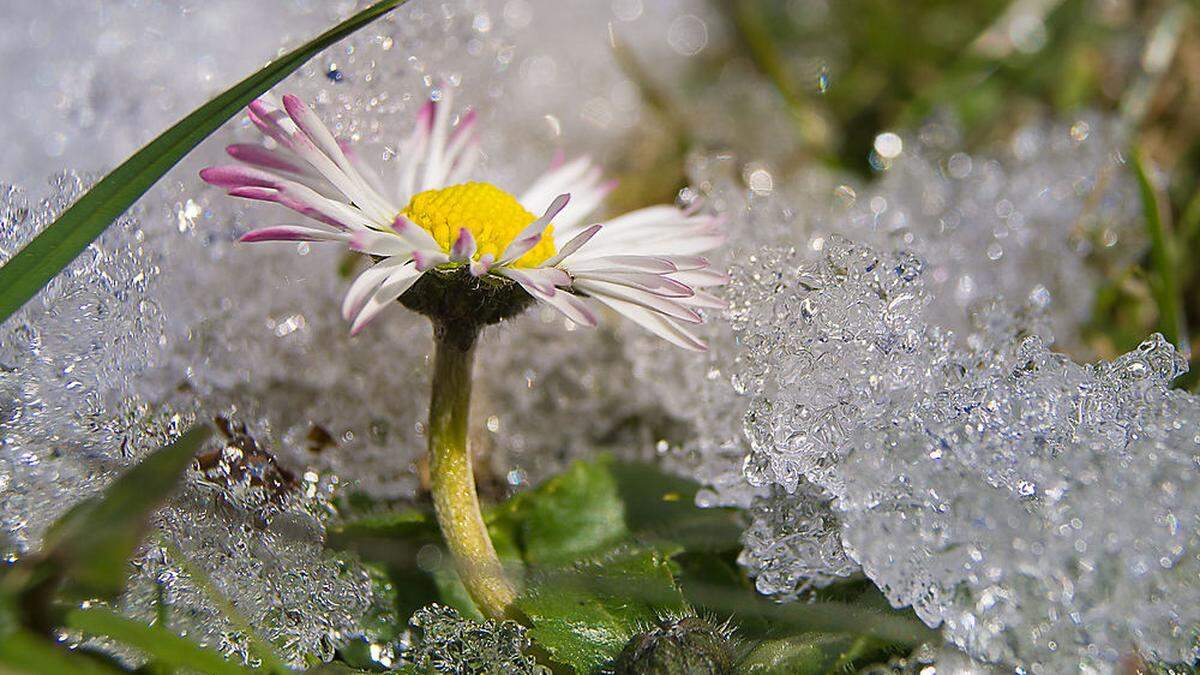 Die ersten Frühlingsboten im eigenen Garten sprießen zu sehen: Auch das macht glücklich