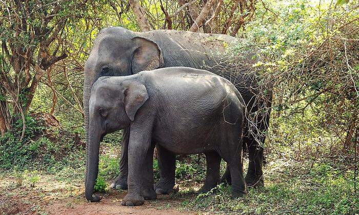 Auf einer Jeep-Safari im Yala-Nationalpark kann man auf Elefanten in freier Wildbahn treffen