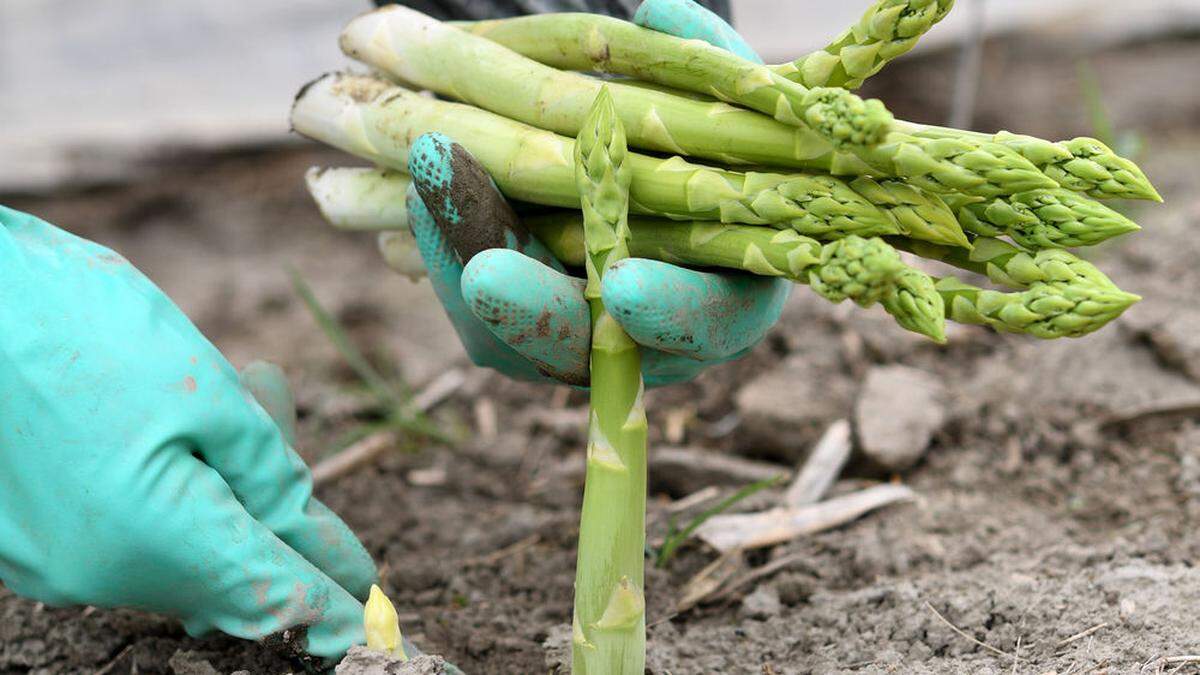 Mehr als 50 Prozent des heimischen Spargels kommen aus Niederösterreich