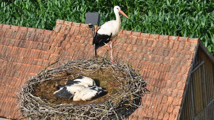 Drei Jungstörche gibt es heuer auf dem "Hexenhaus" in Mitterdorf an der Raab