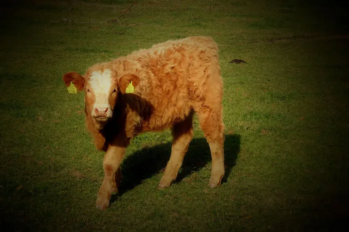 Flauschig und neugierig ist dieses junge Rind.