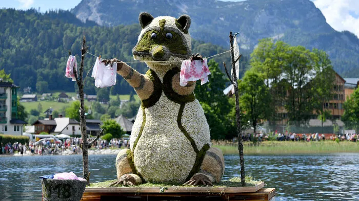 Ein Waschbär am Altausseer See ...
