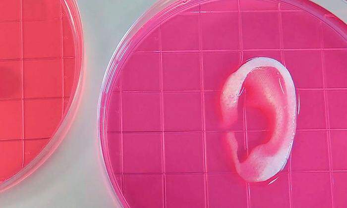 Ein Ohr in der Petri-Schale