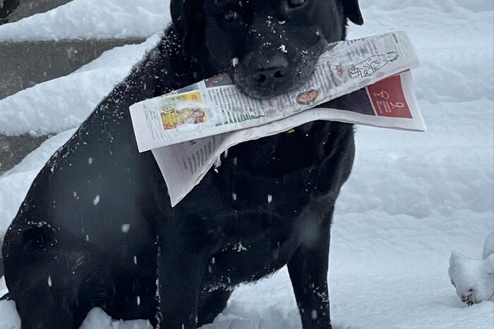 Leserreporterin Gerlinde Privschek hat es gut: Die treue Cara bringt ihr die Kleine Zeitung - auch dann, wenn es wie heute 25 Zentimeter Neuschnee in Miesenbach hat.