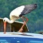 Ein Storch pickt auf ein Autodach ein. 