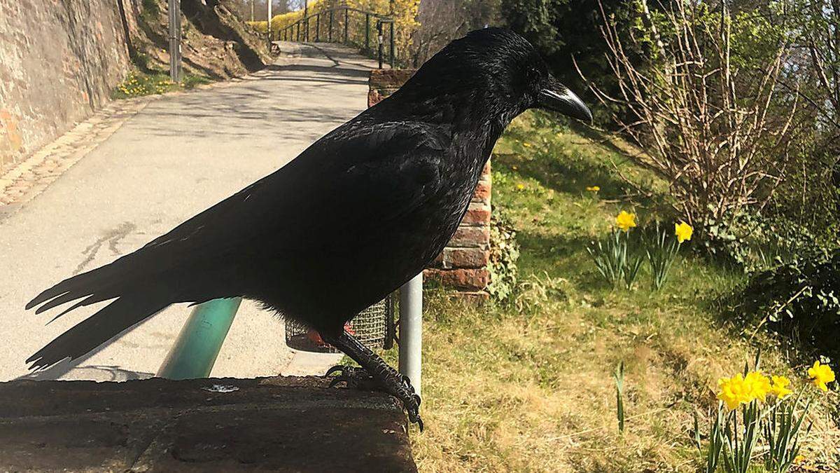 Mit Krähen auf seinem Grundstück hat der Angeklagte keine Freude 