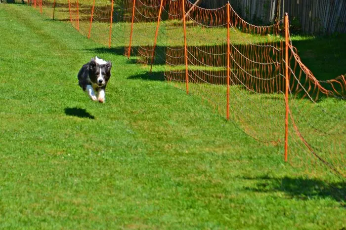 Die Hunde mussten eine Distanz von 80 Metern zurücklegen