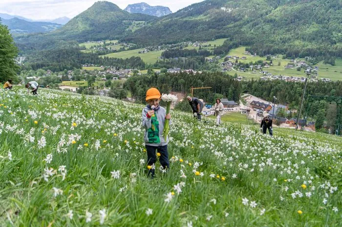 Im Narzissendorf Zloam hilft auch Urlauberkind Phillip beim Pflücken